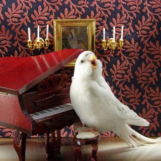 Bird doing opera and piano