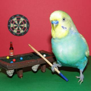 Bird Playing pool