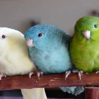 Squashed parrots