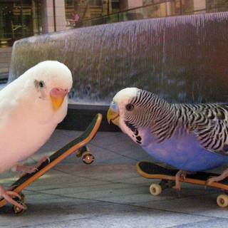 Birds on skateboard 