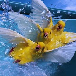 BirdS on water slide