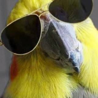 Bird with sunglasses