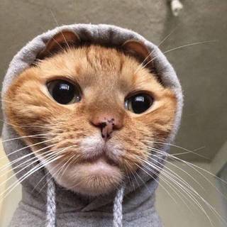 Dope cat