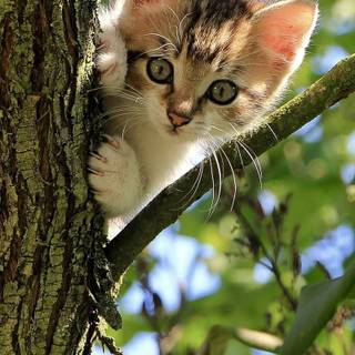 Cute cat on tree