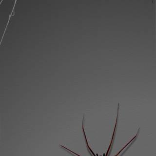 iphone pro max Spider Wallpaper