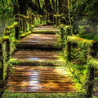 Nature trail wallpaper