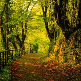 Nature trail wallpaper