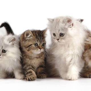 Sweet Lil Persian Kitties 