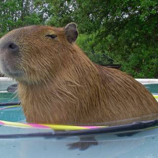 Cute capybara in pool
