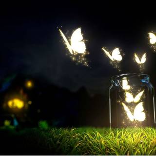 Butterfly magic