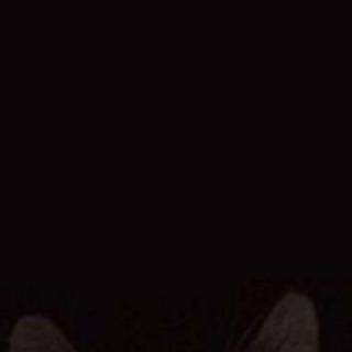 Funny Cute Cat Wallpaper