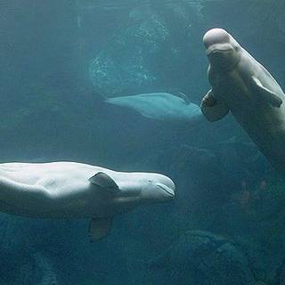 Beluga whale