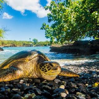 Sea turtle 4k wallpaper