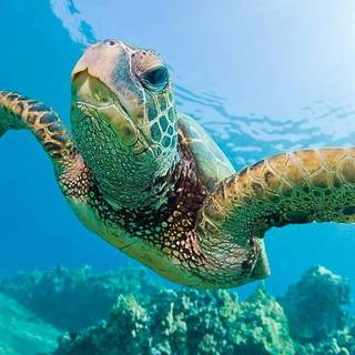 Sea turtle underwater 4k wallpaper
