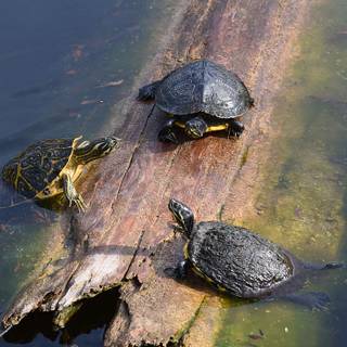  turtle 4k wallpapers