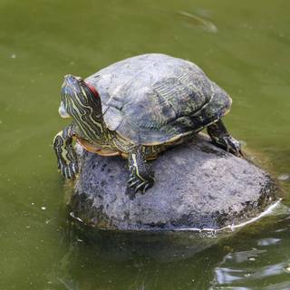  turtle 4k wallpapers