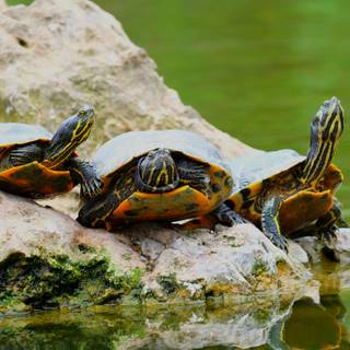  turtle 4k wallpapers