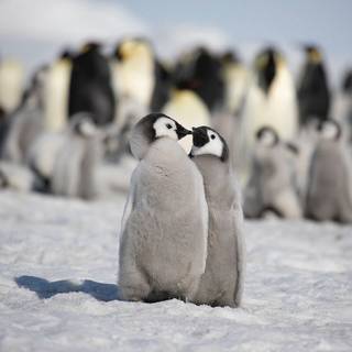 Baby penguin