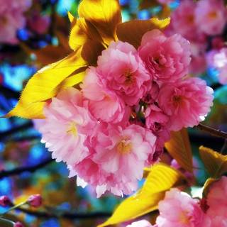 Beautiful Spring Flower Blossoms
