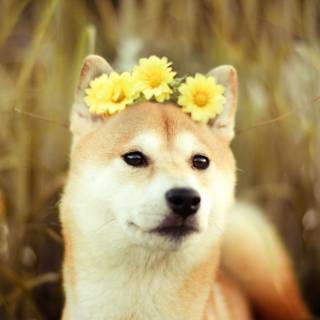 Cute Spring Flowers Dog