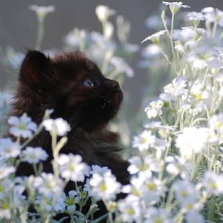 Cute Spring Kitten