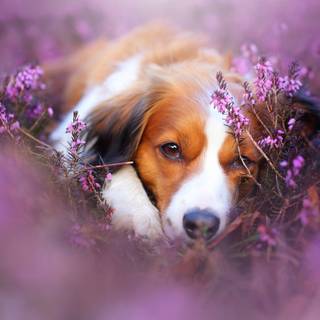 Cute Spring Flowers Dog