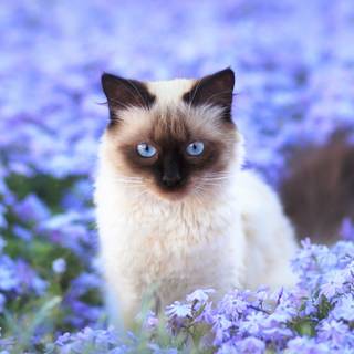 Cute Spring Cat
