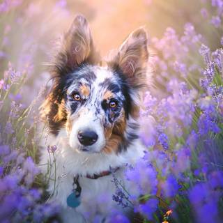 Cute Spring Flowers Dog