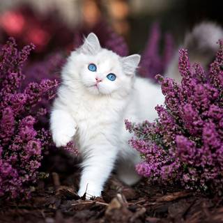 Cute Spring Cat