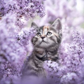 Cute Spring Kitten