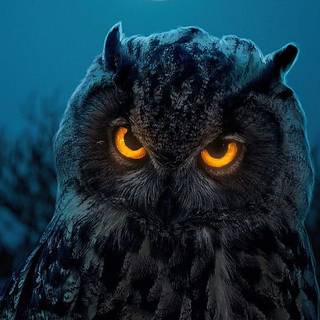 Owl wallpaper