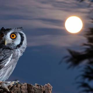 Owl wallpaper