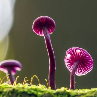 Purrrrrple Mushy Boi