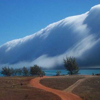  Monmouth size Morning Glory