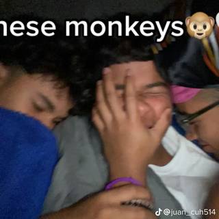 we just da monkeys