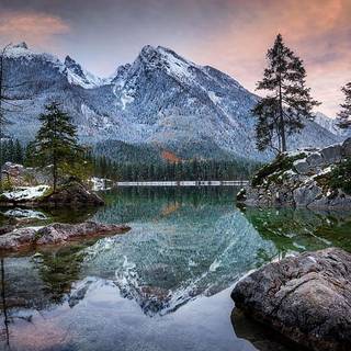  trees on a rock 4k wallpaper