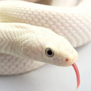 This is my pet snake