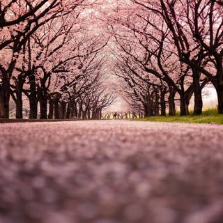 Cherry Blossom Tree
