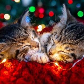 Two Little Kittens sleeping on Christmas Day