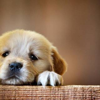 Cute puppy 