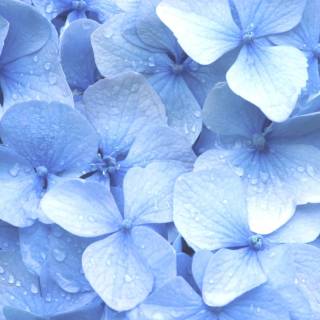 blue flowers