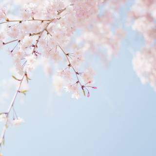 cute spring background