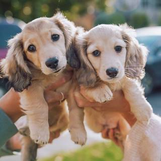 Two Dachshund puppies
