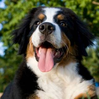 Bernese mountain dog
