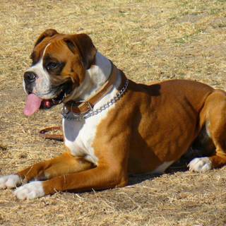 Boxer 