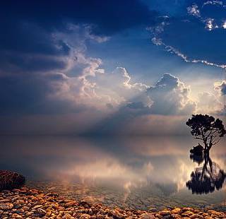 Tree in the ocean wallpaper