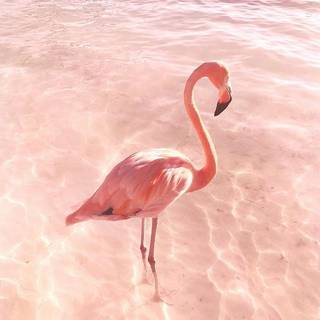 Pink flamingo