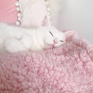 Pink cat