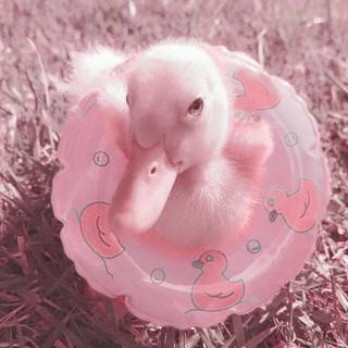 Pink duck