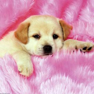Pink puppy wallpaper